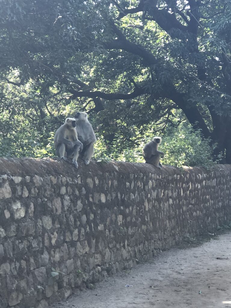Yoga retreat India